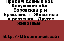Продам дойных коз - Калужская обл., Боровский р-н, Ермолино г. Животные и растения » Другие животные   